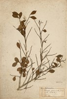 藏品(月橘)的圖片